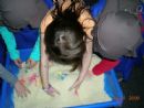 Lice 
